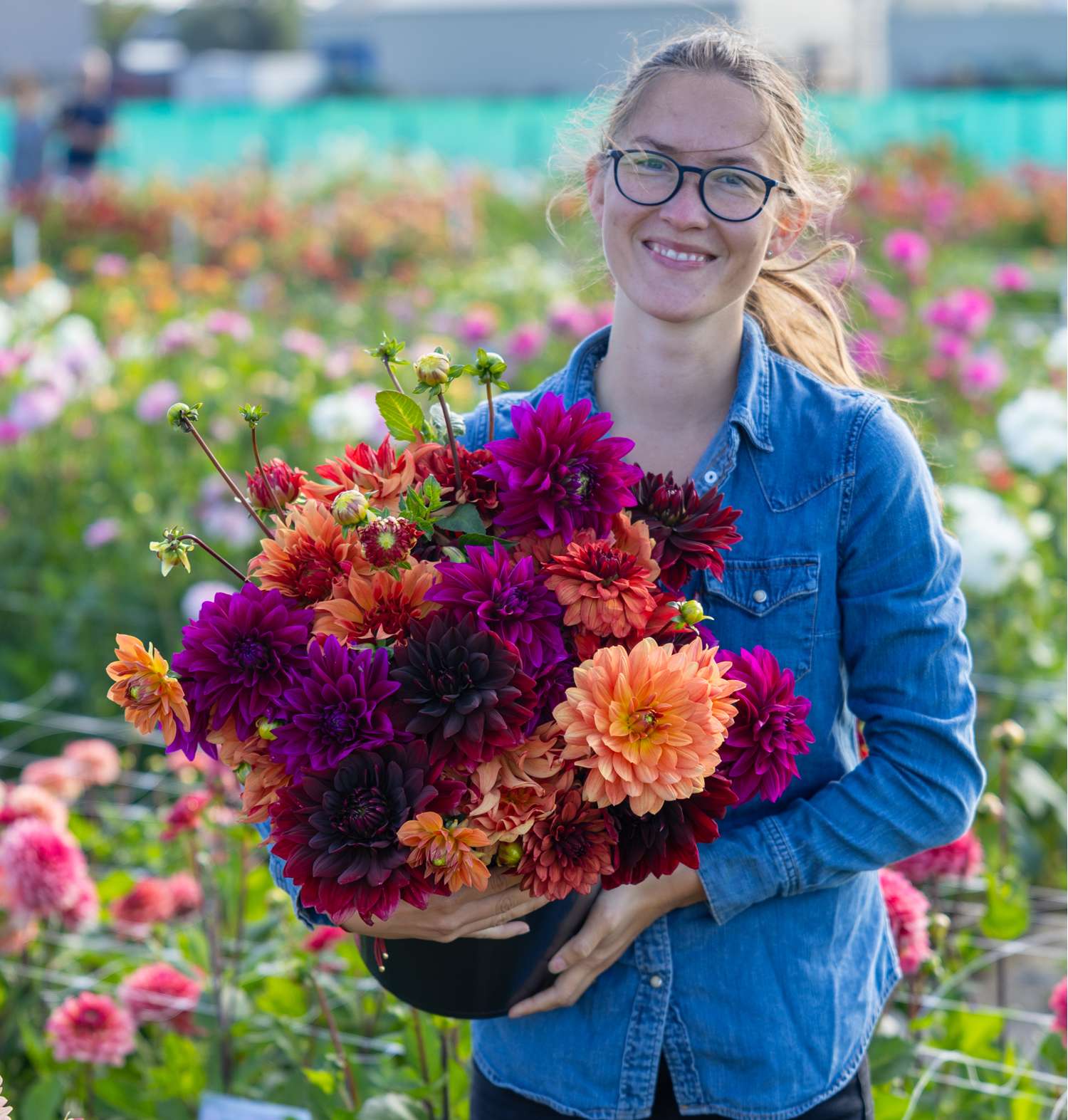 Dahlia collectie 'Amber'